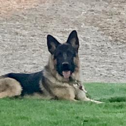 German Shepherds from Cindy Davis's German Shepherds