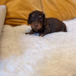 Willy - Chocolate and tan male Dachshund puppy in Calexico, California from The house of Dachshund