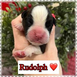 Rudolph - Brindle male Boxer puppy in Greenwell Springs, Louisiana from Bayou Boxer Haus - Baton Rouge Boxers