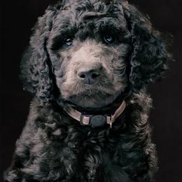 Jeanette - Blue female Poodle puppy in Shoreline, Washington from Fluffy Poodles