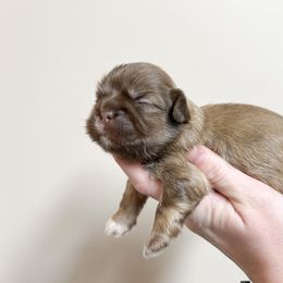 Shih Tzu Puppies from Ellis Shih Tzus
