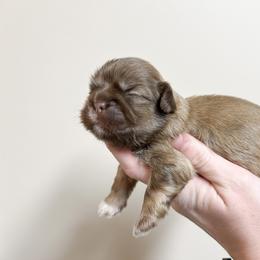Shih Tzu Puppies from Ellis Shih Tzus