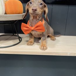 Dachshund Puppies from Winsor Family Dachshunds