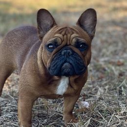 Chili - French Bulldog