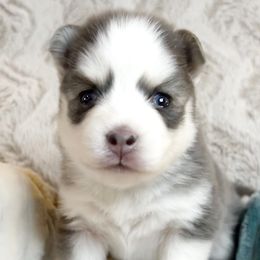 Honey - Pomsky puppy from Pristine Pomskies