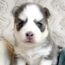 Honey - Pomsky puppy from Pristine Pomskies