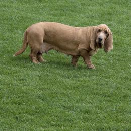 Penny - Red and white female Basset Hound puppy in Letcher, Kentucky from Hackers Appalachian Basset Hounds