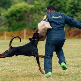 Doberman Pinschers from Von Lila Dobermans