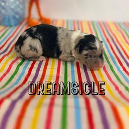 Dreamsicle - Blue merle female Australian Shepherd puppy in Jena, Louisiana from Diamond 5 Aussies
