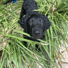 Curly-Coated Retriever Puppies from Elflock Curlies