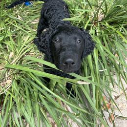 Curly-Coated Retriever Puppies from Elflock Curlies