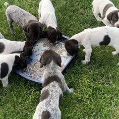 German Wirehaired Pointers from Dry Creek Wirehair Kennel