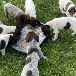 German Wirehaired Pointers from Dry Creek Wirehair Kennel
