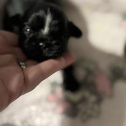 Baby Boy 3 - Black and white male Shih Tzu puppy in Walnut Ridge, Arkansas from Maltese Madness by Shannon Smith
