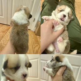 Pembroke Welsh Corgi Puppies from Feathers' Corgis with Tails