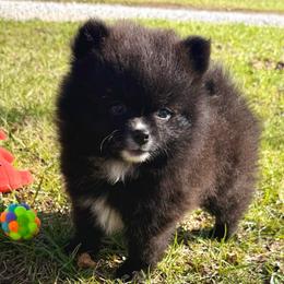 Blaze - Black parti male Pomeranian puppy in Raymondville, Missouri from Pampered Pomskies