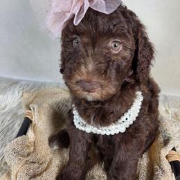 Honey - Brown and white female Aussiedoodle puppy in Haleyville, Alabama from The Cuddly Dood Ranch