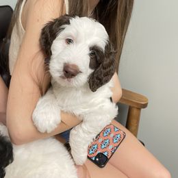 Bernedoodle Puppies from Sadie’s Doodles