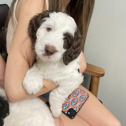 Bernedoodle Puppies from Sadie’s Doodles