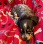 Dachshund Puppies from TGIF Doxies