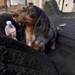 Cherry - Dachshund