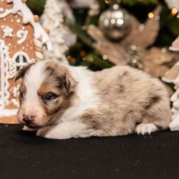 Pierce - Red merle male Australian Shepherd puppy in Harmony, North Carolina from Fox Aussies
