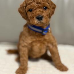 Boy 2 - Apricot male Goldendoodle puppy in Sacramento, California from Golden Heart Doodles