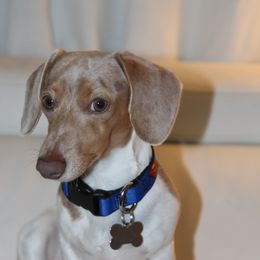 Bernie - Dachshund