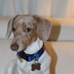 Bernie - Dachshund