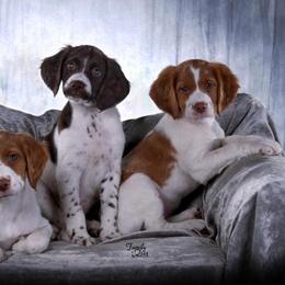 Brittany Puppies from Wind Mountain Kennels