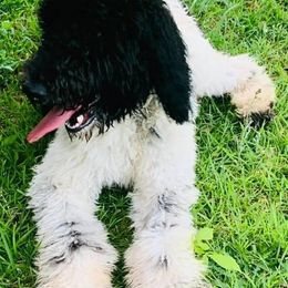 Goldendoodles from Simply Golden