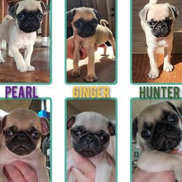 Pug puppies from Ausband Farm Pugs