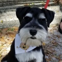 Jack - Miniature Schnauzer