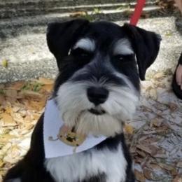 Jack - Miniature Schnauzer