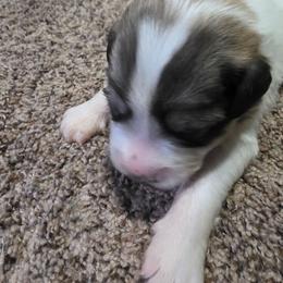 Boy 3 - White and badger male Great Pyrenees puppy in Ruthven, Iowa from Whispering Heights Ranch