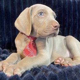 Boy 1 - Silver gray male Weimaraner puppy in Carter, Montana from PM Weimaraners