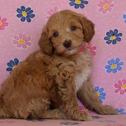 Female 1 of 2 - Apricot female Goldendoodle puppy in Macedon, New York from Toodles Goldendoodles