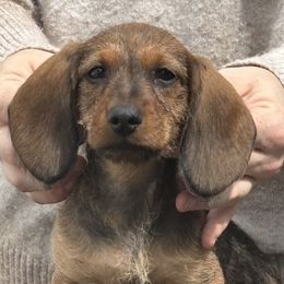 Dachshund Puppies from Passport Dachshunds