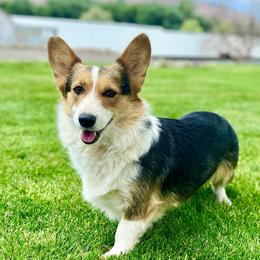 Sally - Pembroke Welsh Corgi