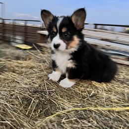 Pembroke Welsh Corgi Puppies from Nunas Corgis