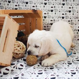 Golden Retriever Puppies from ElkRidge Goldens