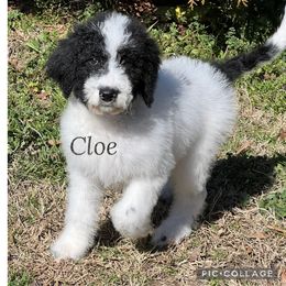 Cleo (purple) - Parti Goldendoodle puppy in Indian Trail, North Carolina from Castleberry Doodles and Poodles