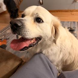 Link - Light golden male Golden Retriever puppy in Great Falls, Montana from VS Golden Fields