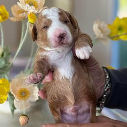 Leo - Red  male Goldendoodle puppy in Yuciapa, California from AlltheDoodlez_
