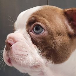 Boston Terriers from TRL Boston Terriers