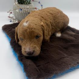 Prescott - Red male Cavapoo puppy in Central, Arizona from Desert Valley Doodles
