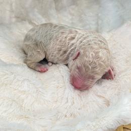 Girl 4 - Cream female Aussiedoodle puppy in Pomona, California from Socal Aussiedoodles