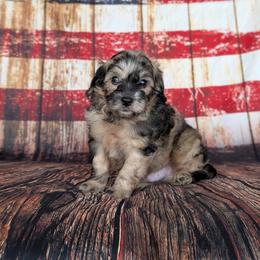 Chewie - Merle male Cavapoo puppy in Mc Ewen, Tennessee from Spencer's "lil" Cavapoos & Bernedoodles