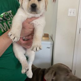 Dilute Retriever and Labrador Retriever Puppies from Moran’s Lab’s