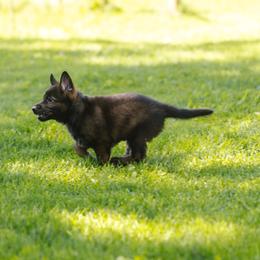 German Shepherd Puppies from Faoladh German Shepherds